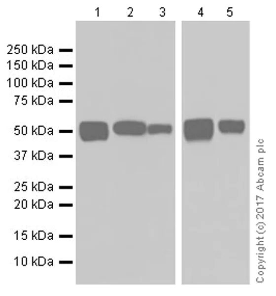 Western blot - Anti-Glucose 6 Phosphate Dehydrogenase antibody [EPR20668] (AB210702)