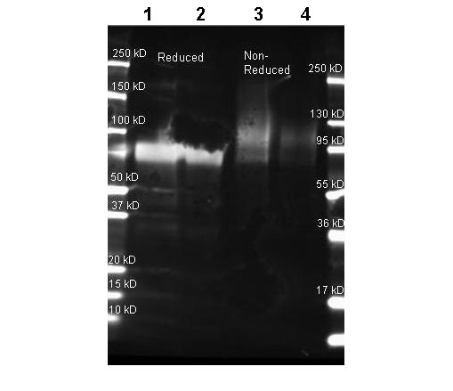 Western blot - Anti-Glucose Oxidase antibody (AB181638)