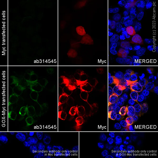 Immunocytochemistry/ Immunofluorescence - Anti-Glucose Oxidase antibody [EPR27335-25] (AB314545)