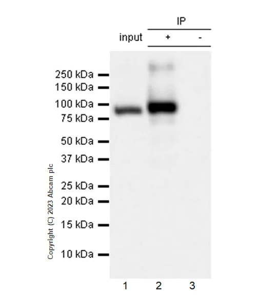 Immunoprecipitation - Anti-Glucose Oxidase antibody [EPR27335-25] - BSA and Azide free (AB314546)