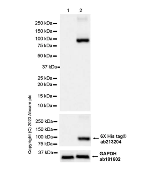 Western blot - Anti-Glucose Oxidase antibody [EPR27335-25] - BSA and Azide free (AB314546)