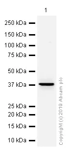 Western blot - Anti-Glucose Transporter 8 antibody [EPR9477] - BSA and Azide free (AB249523)