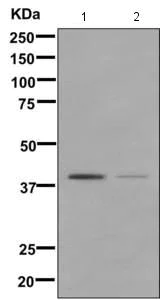 Western blot - Anti-Glucose Transporter 8 antibody [EPR9477] - BSA and Azide free (AB249523)
