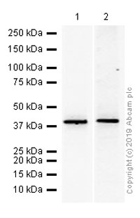 Western blot - Anti-Glucose Transporter 8 antibody [EPR9477] - BSA and Azide free (AB249523), expandable thumbnail