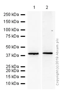Western blot - Anti-Glucose Transporter 8 antibody [EPR9477] - BSA and Azide free (AB249523)