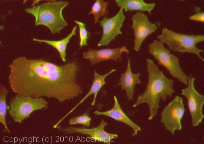 Immunocytochemistry/ Immunofluorescence - Anti-Glucose Transporter GLUT1 antibody (AB14683)