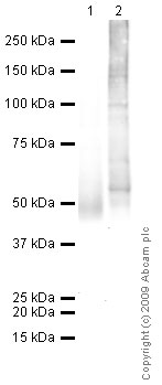 Anti-Glucose Transporter GLUT1 antibody