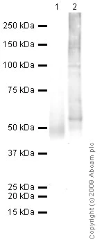 Western blot - Anti-Glucose Transporter GLUT1 antibody (AB14683)