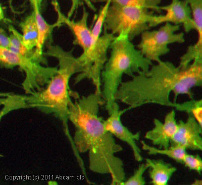 Immunocytochemistry/ Immunofluorescence - Anti-Glucose Transporter GLUT1 antibody (AB15309)