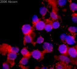 Immunocytochemistry/ Immunofluorescence - Anti-Glucose Transporter GLUT1 antibody (AB15309)
