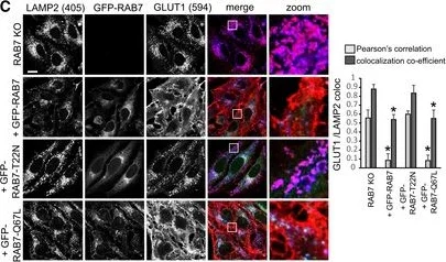 Immunofluorescence - Anti-Glucose Transporter GLUT1 antibody (AB15309)
