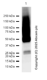 Western blot - Anti-Glucose Transporter GLUT1 antibody [EPR3915] (AB115730)