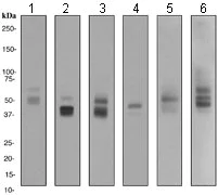 Western blot - Anti-Glucose Transporter GLUT1 antibody [EPR3915] (AB115730)