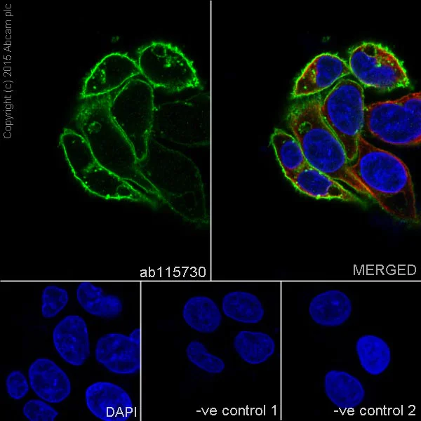 Immunocytochemistry/ Immunofluorescence - Anti-Glucose Transporter GLUT1 antibody [EPR3915] - Low endotoxin, Azide free (AB196357)