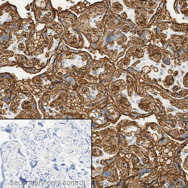 Immunohistochemistry - Anti-Glucose Transporter GLUT1 antibody [EPR3915] - Low endotoxin, Azide free (AB196357)