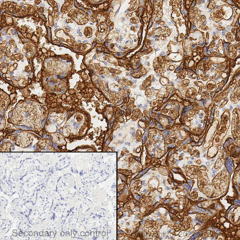 Immunohistochemistry - Anti-Glucose Transporter GLUT1 antibody [EPR3915] - Low endotoxin, Azide free (AB196357)