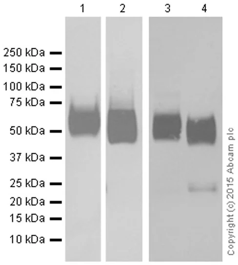 Western blot - Anti-Glucose Transporter GLUT1 antibody [EPR3915] - Low endotoxin, Azide free (AB196357)