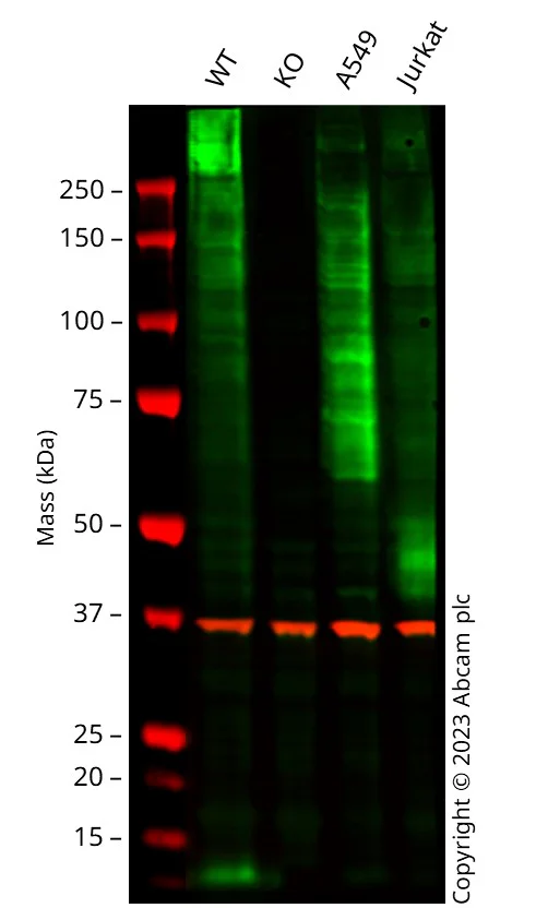 Western blot - Anti-Glucose Transporter GLUT1 antibody [EPR3915] - Low endotoxin, Azide free (AB196357)