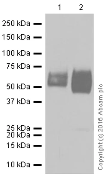 Western blot - Anti-Glucose Transporter GLUT1 antibody [EPR3915] - Low endotoxin, Azide free (AB196357)