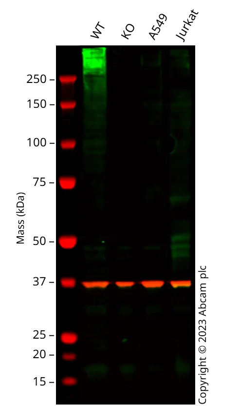 Western blot - Anti-Glucose Transporter GLUT1 antibody [SP168] (AB150299)
