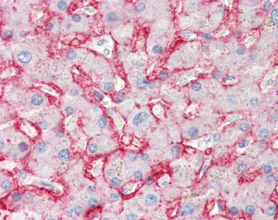 Immunohistochemistry (Formalin/PFA-fixed paraffin-embedded sections) - Anti-Glucose Transporter GLUT2 antibody [5D1] (AB85715)