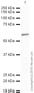 Western blot - Anti-Glucose Transporter GLUT2 antibody [5D1] (AB85715)