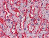 Immunohistochemistry (Formalin/PFA-fixed paraffin-embedded sections) - Anti-Glucose Transporter GLUT2 antibody (AB111117)