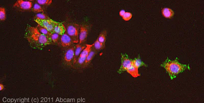 Immunocytochemistry/ Immunofluorescence - Anti-Glucose Transporter GLUT2 antibody (AB54460)