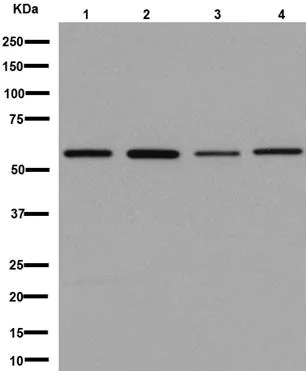 Western blot - Anti-Glucose Transporter GLUT2 antibody [EPR16550] - BSA and Azide free (AB236145)