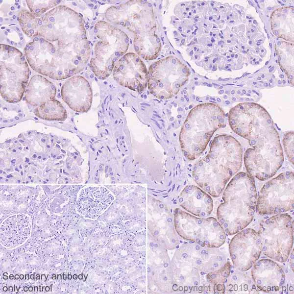 Immunohistochemistry (Formalin/PFA-fixed paraffin-embedded sections) - Anti-Glucose Transporter GLUT2 antibody [EPR22946-74] (AB234440)
