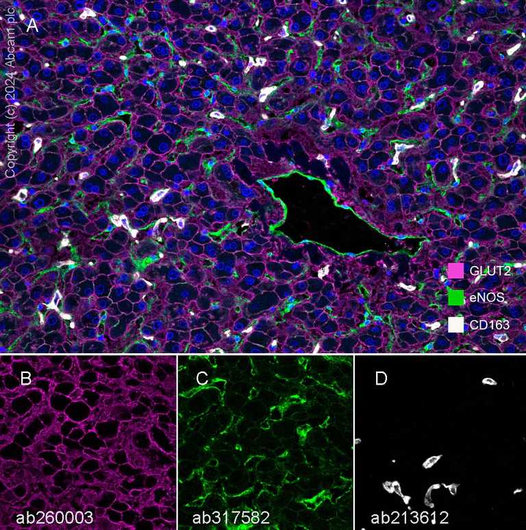 Multiplex immunohistochemistry - Anti-Glucose Transporter GLUT2 antibody [EPR22946-74] (AB234440)