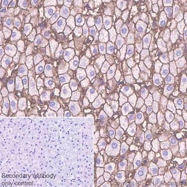 Immunohistochemistry (Formalin/PFA-fixed paraffin-embedded sections) - Anti-Glucose Transporter GLUT2 antibody [EPR22946-74] - BSA and Azide free (AB260003)