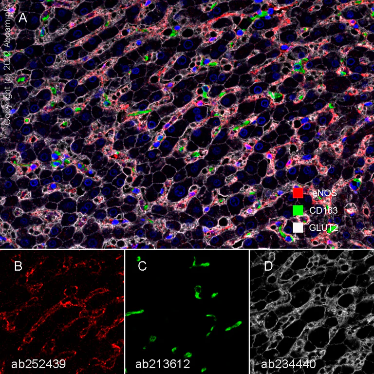 Multiplex immunohistochemistry - Anti-Glucose Transporter GLUT2 antibody [EPR22946-74] - BSA and Azide free (AB260003)