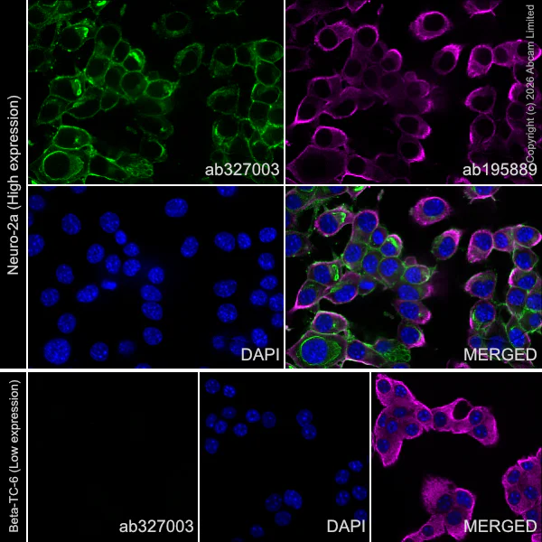 Immunocytochemistry/ Immunofluorescence - Anti-Glucose Transporter GLUT3 antibody [EPR30042-14] (AB327003)