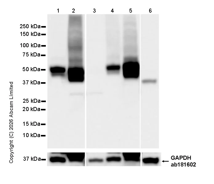Western blot - Anti-Glucose Transporter GLUT3 antibody [EPR30042-14] (AB327003)