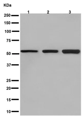 Western blot - Anti-Glucose Transporter GLUT3 + GLUT14 antibody [EPR10508(N)] - BSA and Azide free (AB240317)