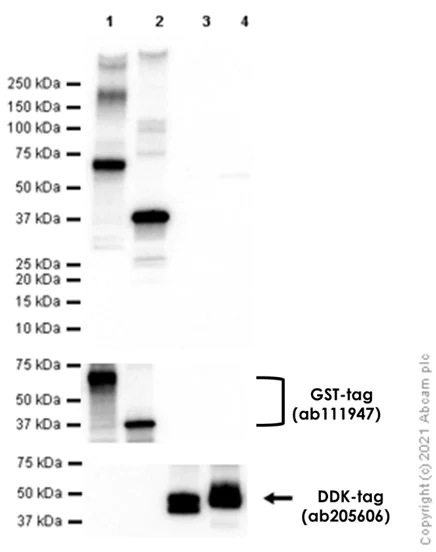 Western blot - Anti-Glucose Transporter GLUT3 + GLUT14 antibody [EPR10508(N)] - BSA and Azide free (AB240317)