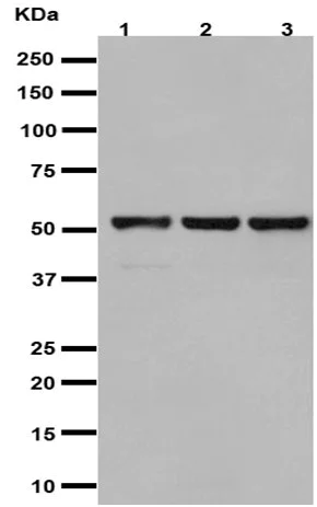 Western blot - Anti-Glucose Transporter GLUT3 + GLUT14 antibody [EPR10508(N)] - BSA and Azide free (AB240317)