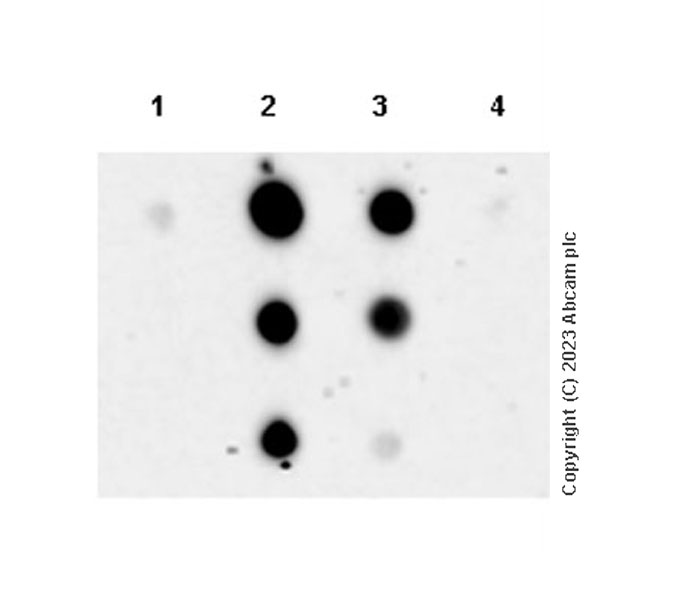Dot Blot - Anti-Glucose Transporter GLUT3 + GLUT14 antibody [EPR28481-54] (ab315168), expandable thumbnail