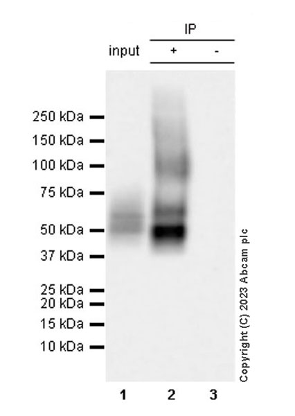 Immunoprecipitation - Anti-Glucose Transporter GLUT3 + GLUT14 antibody [EPR28481-54] (AB315168), expandable thumbnail