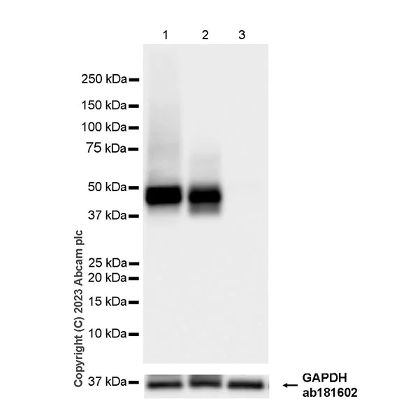 Western blot - Anti-Glucose Transporter GLUT3 + GLUT14 antibody [EPR28481-54] (AB315168)