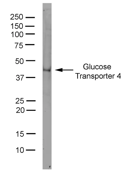 Western blot - Anti-Glucose Transporter GLUT4 antibody [1F8] (AB35826)