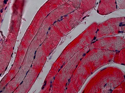 Immunohistochemistry (Formalin/PFA-fixed paraffin-embedded sections) - Anti-Glucose Transporter GLUT4 antibody (AB33780)