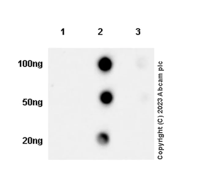 Dot Blot - Anti-Glucose Transporter GLUT4 antibody [EPR26571-45] - BSA and Azide free (AB313776)