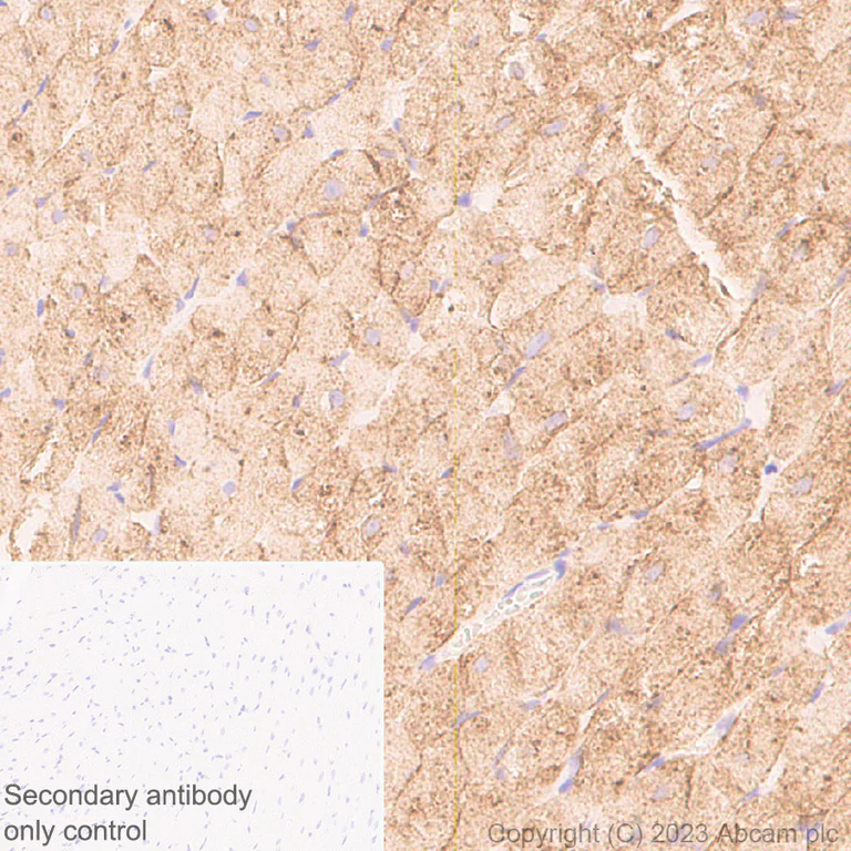 Immunohistochemistry (Formalin/PFA-fixed paraffin-embedded sections) - Anti-Glucose Transporter GLUT4 antibody [EPR26571-45] - BSA and Azide free (AB313776)