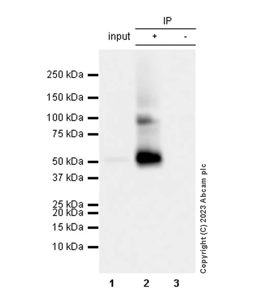 Immunoprecipitation - Anti-Glucose Transporter GLUT4 antibody [EPR26571-45] - BSA and Azide free (AB313776)