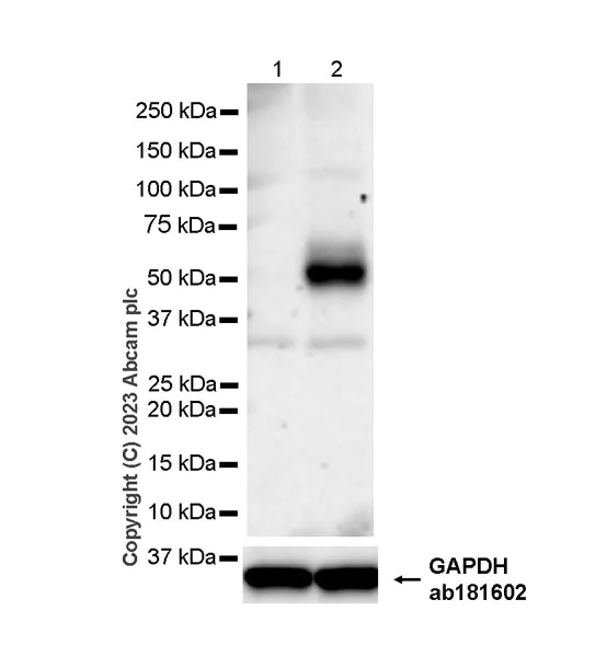 Western blot - Anti-Glucose Transporter GLUT4 antibody [EPR26571-45] - BSA and Azide free (AB313776)