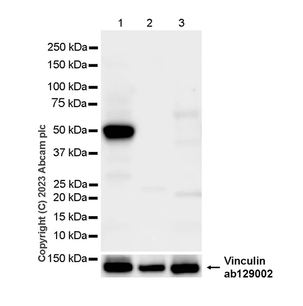 Western blot - Anti-Glucose Transporter GLUT4 antibody [EPR26571-45] - BSA and Azide free (AB313776)