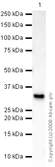 Western blot - Anti-Glucose Transporter GLUT4 antibody [mAbcam48547] - BSA and Azide free (AB238661)