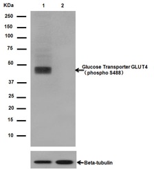 Western blot - Anti-Glucose Transporter GLUT4 (phospho S488) antibody [EPR930(2)] (AB188317)